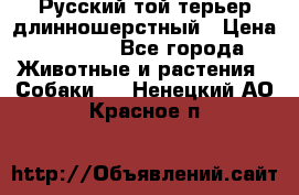 Русский той-терьер длинношерстный › Цена ­ 7 000 - Все города Животные и растения » Собаки   . Ненецкий АО,Красное п.